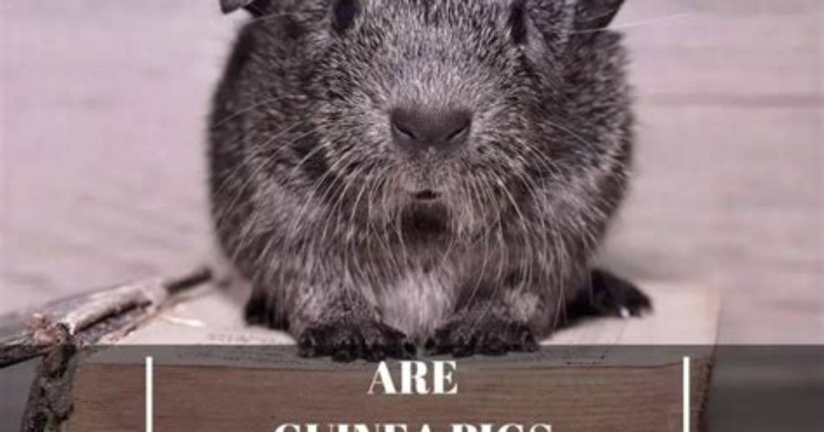 Are Guinea Pigs Smart?