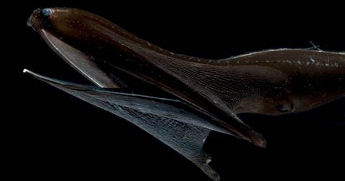 Are Gulper Eels Blind?