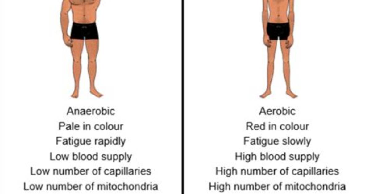 Are Hamstrings Fast or Slow Twitch?