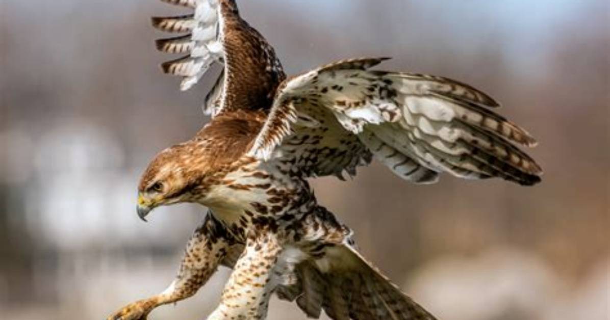Are Hawks Smart?