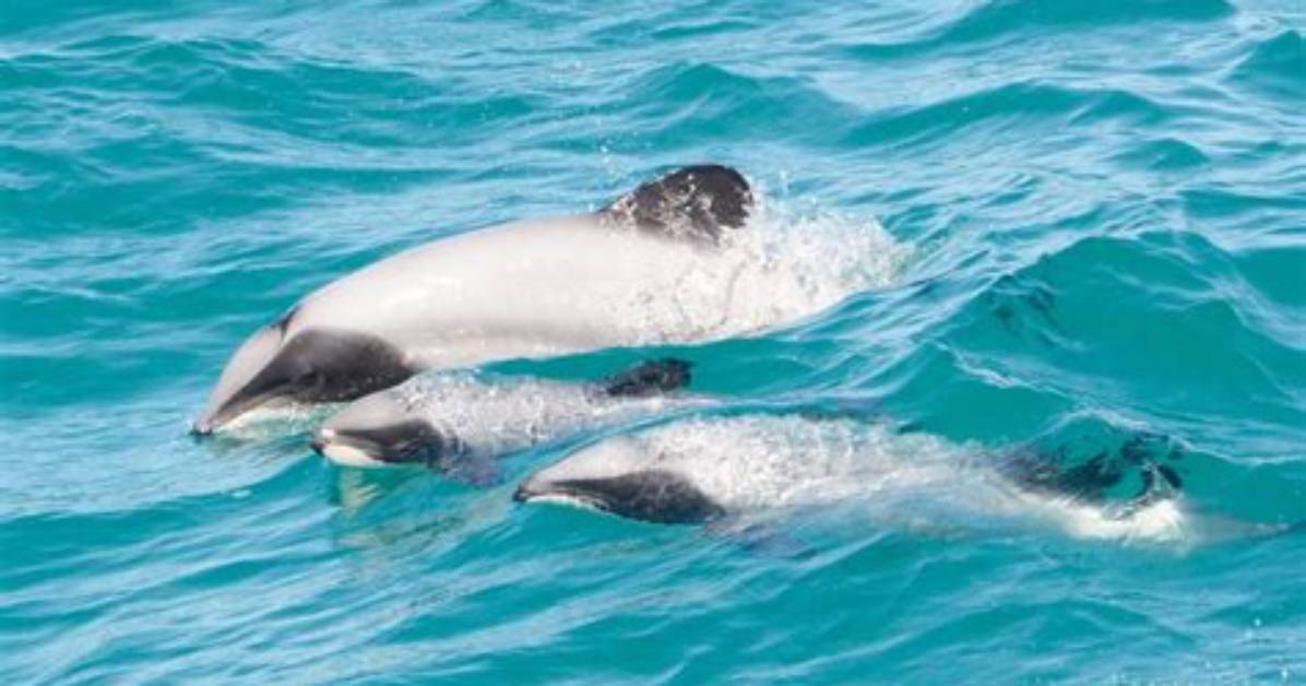 Are Hector Dolphins Friendly?