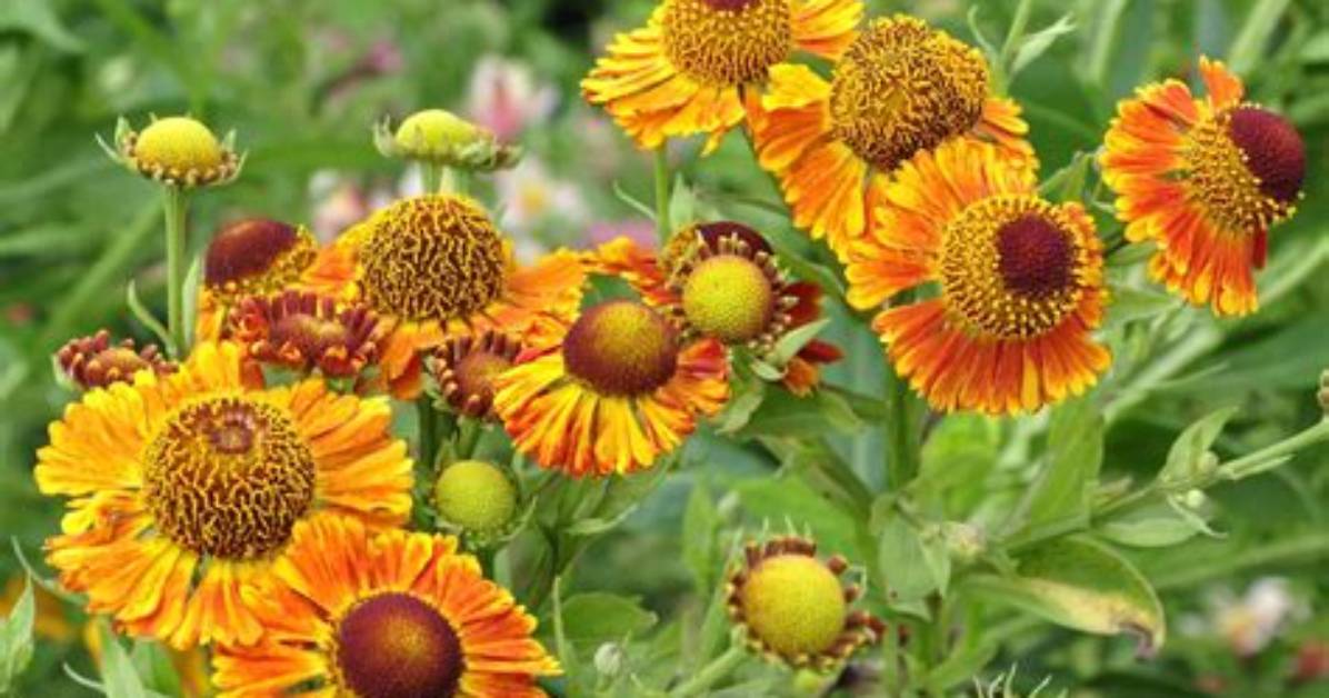 Are Helenium Perennials