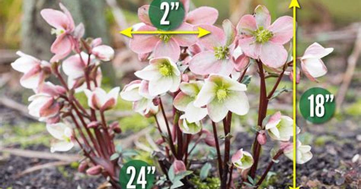 Are Hellebores Invasive? | Contextresponse. Com
