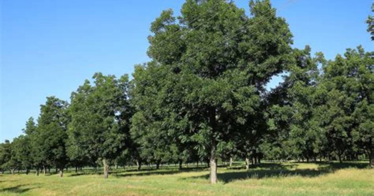 Are Hickory Trees Valuable? | Contextresponse. Com