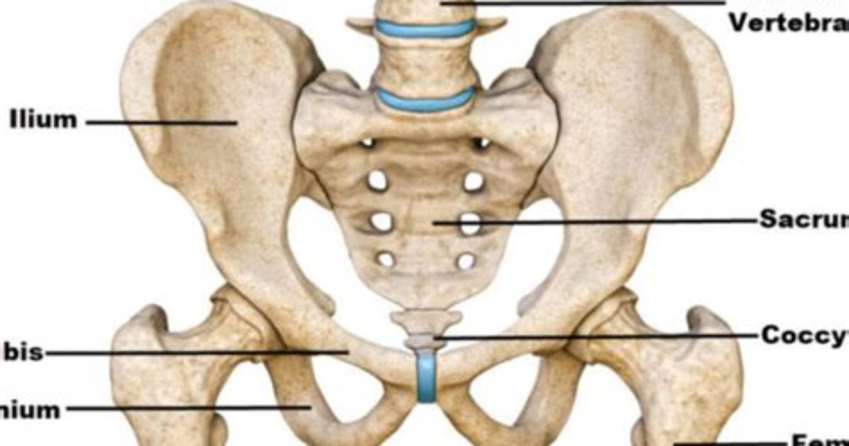Are Hip Bones Pelvis?