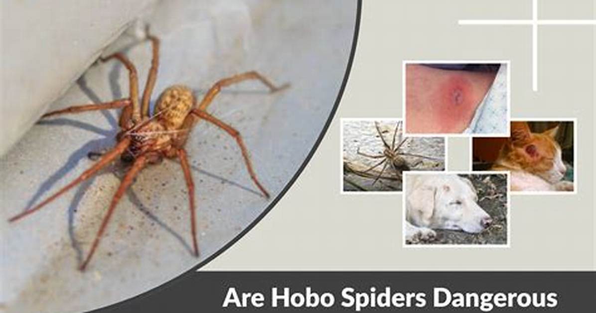 Are Hobo Spiders Dangerous? | Contextresponse. Com