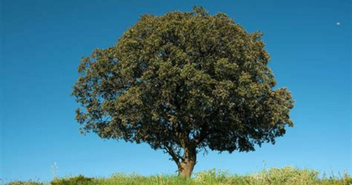 Are Holm Oak Trees Protected?