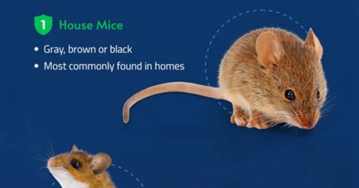 Are House Mice Smart?