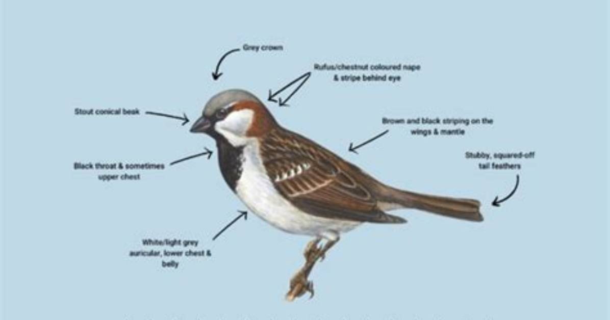 Are House Sparrows Invasive?
