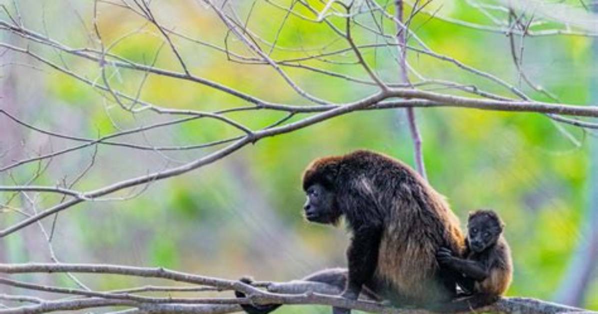 Are Howler Monkeys Aggressive?