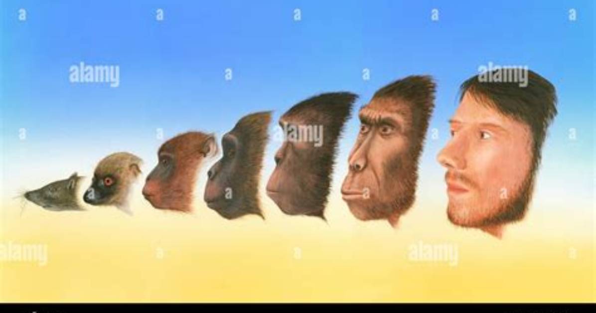 Are Humans Technically Animals?