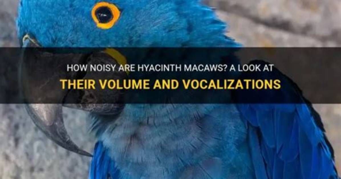 Are Hyacinth Macaws Loud?