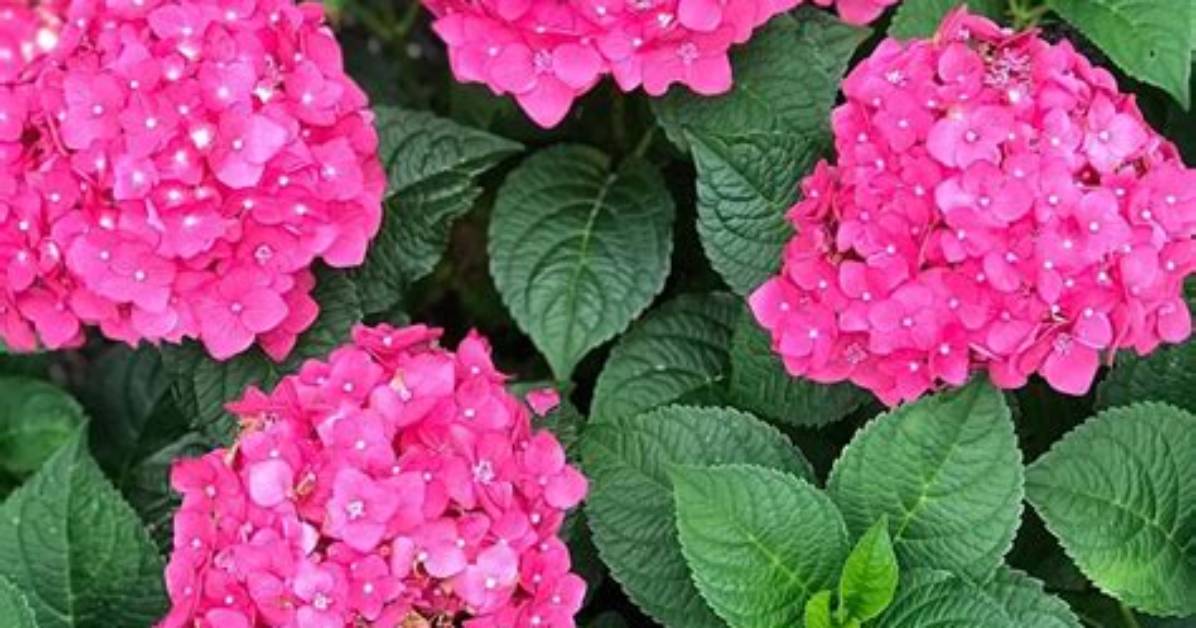 Are Hydrangea Sun or Shade?
