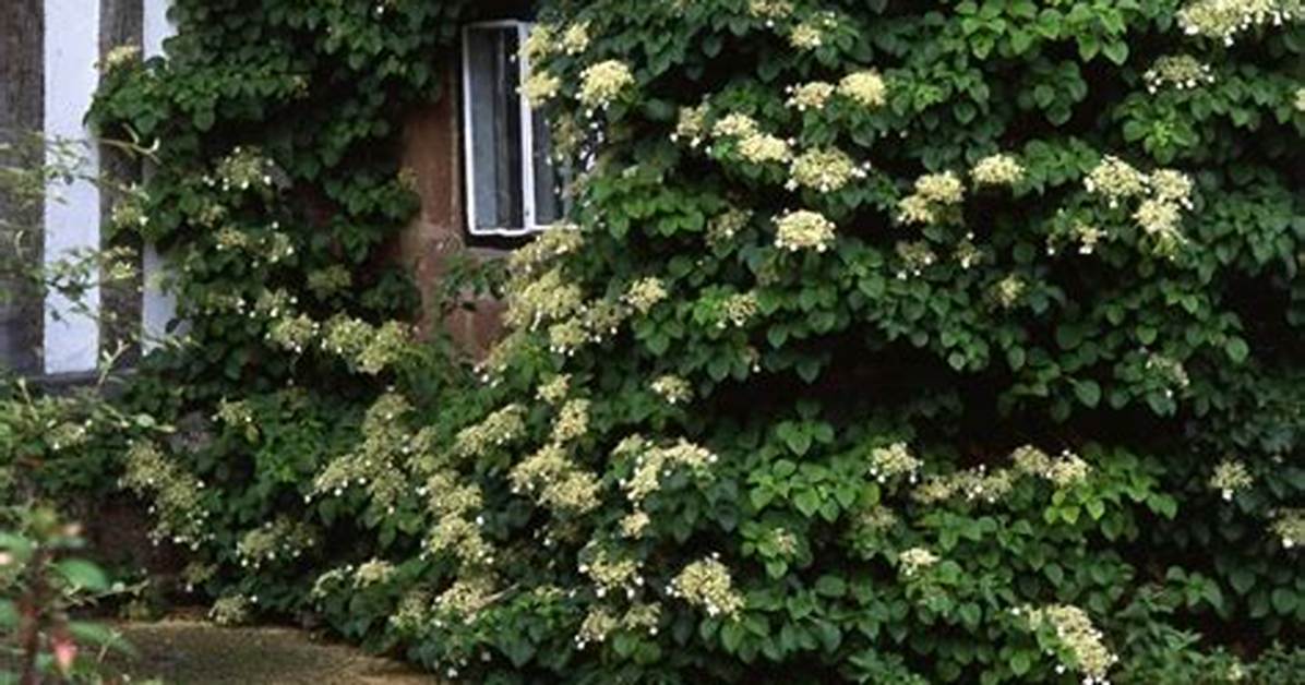 Are Hydrangeas Invasive