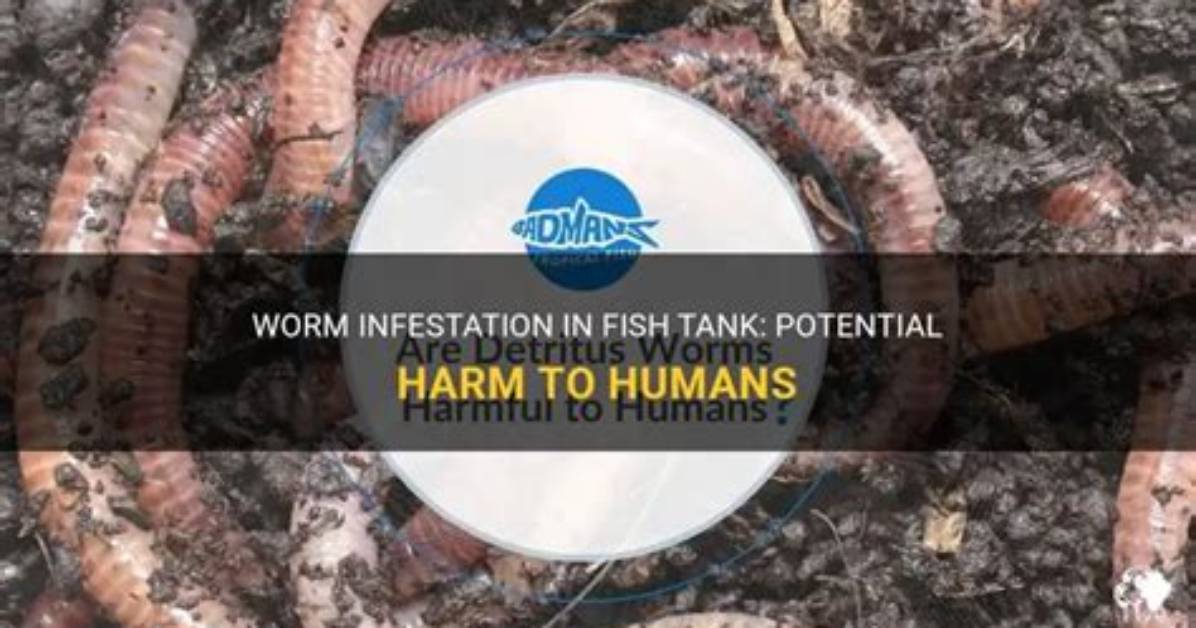 Are Inch Worms Harmful?