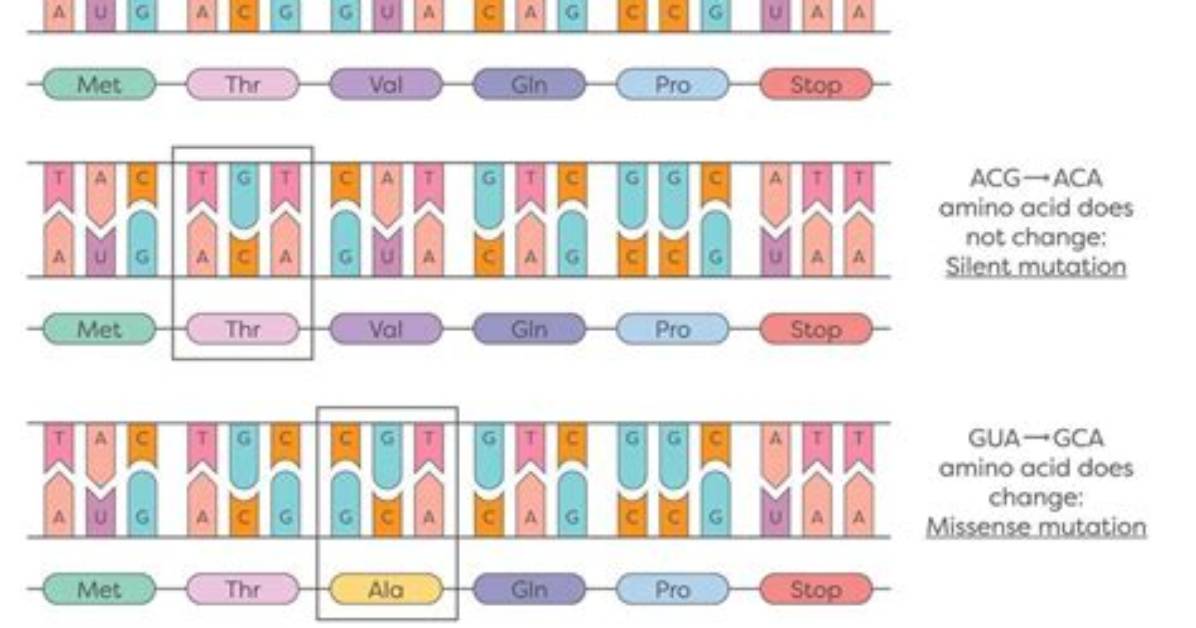 Are Insertions and Deletions Point Mutations?
