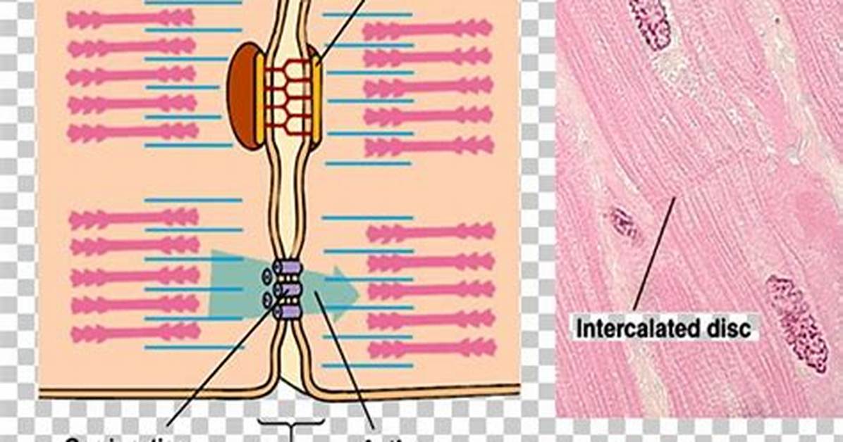 Are Intercalated Discs Gap Junctions?