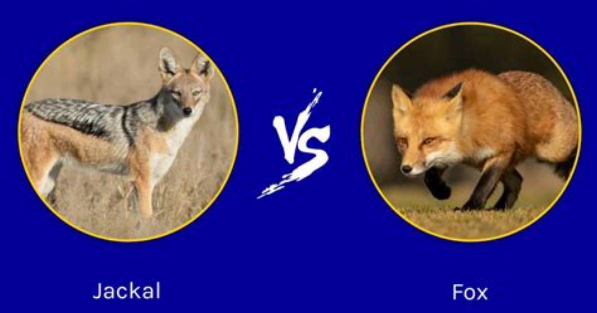 Are Jackal and Fox Same?