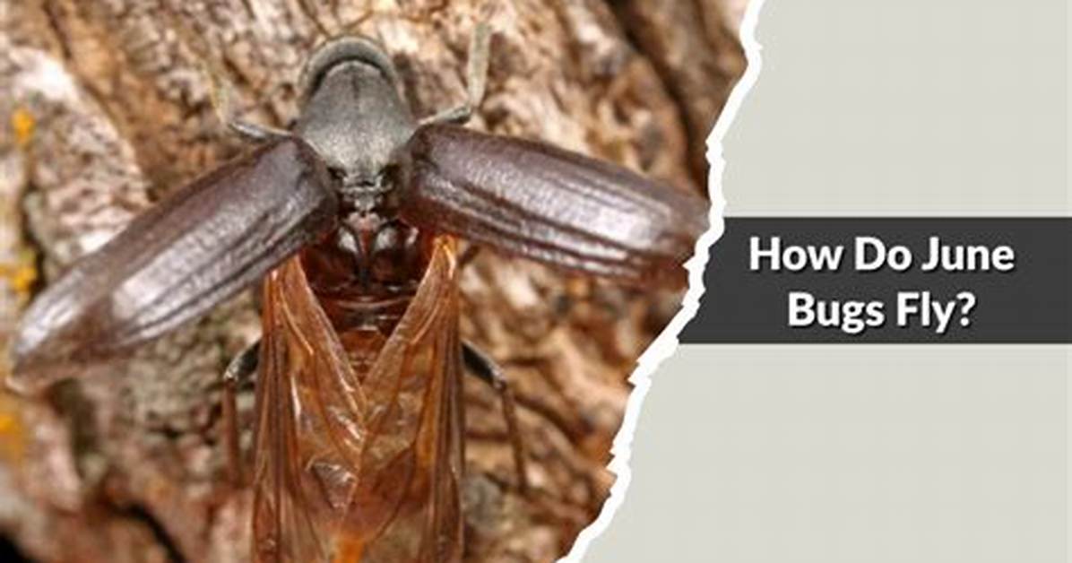Are June Bugs Bad? | Contextresponse. Com