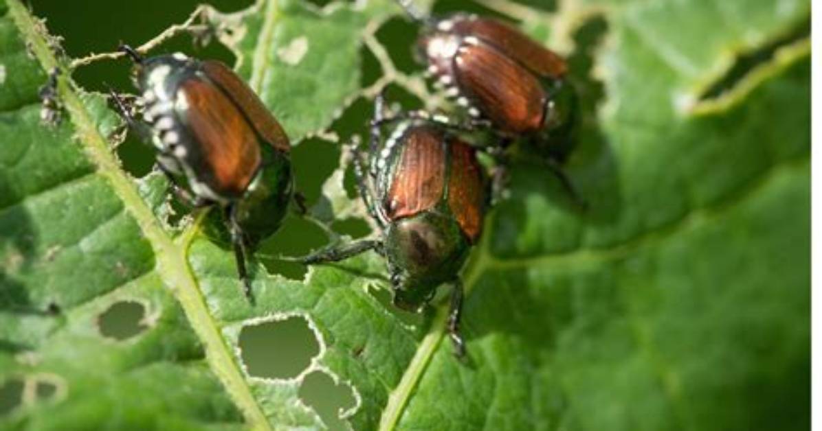 Are June Bugs Cicadas