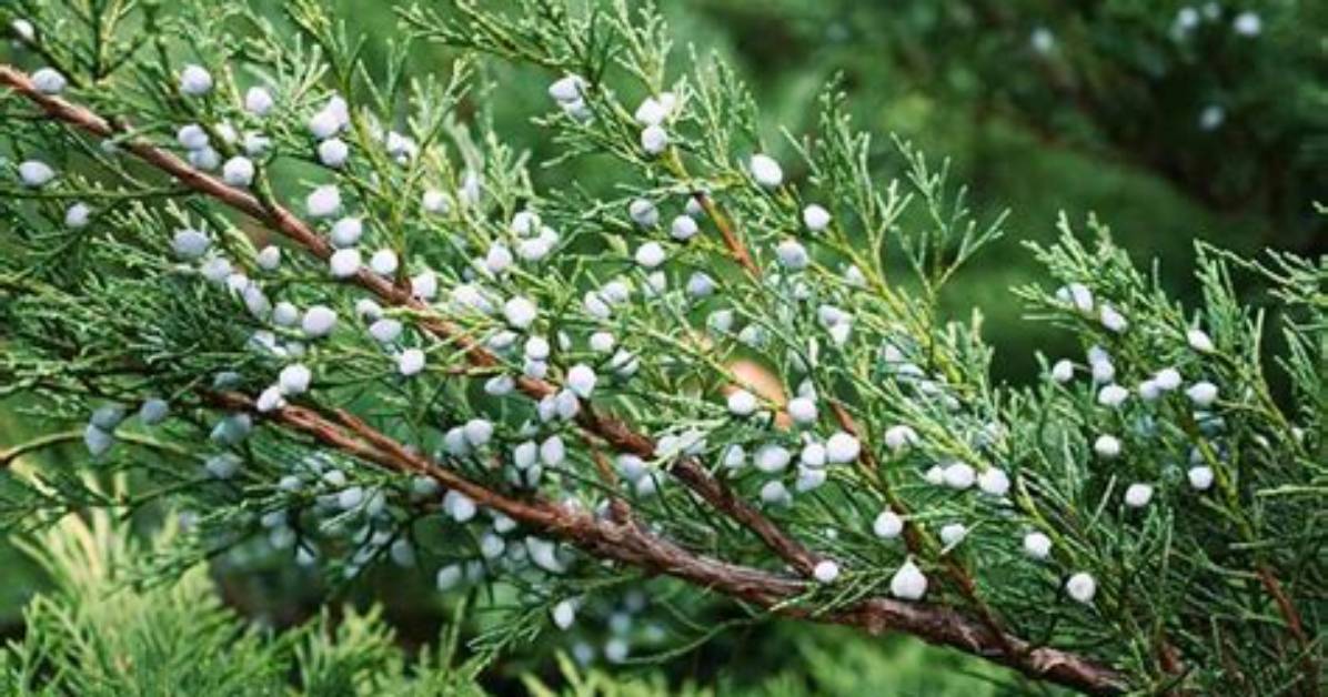 Are Juniper Leaves Edible? | Contextresponse. Com