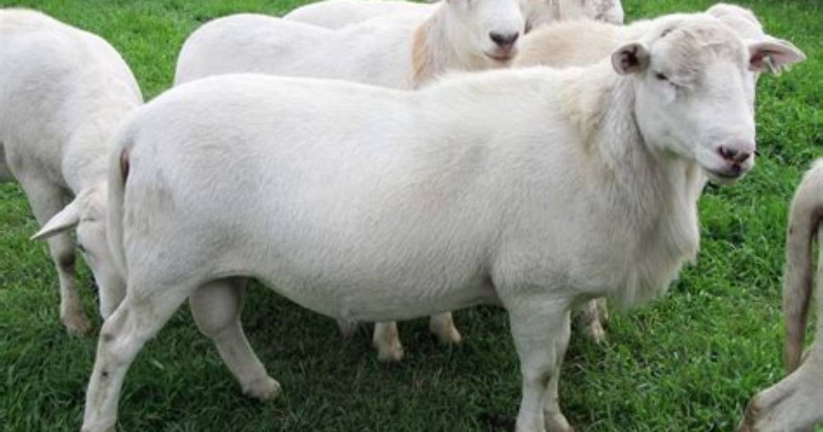Are Katahdin Rams Aggressive?