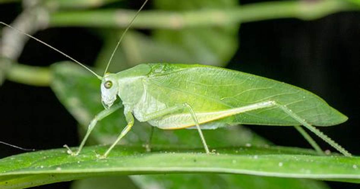 Are Katydids Good Bugs