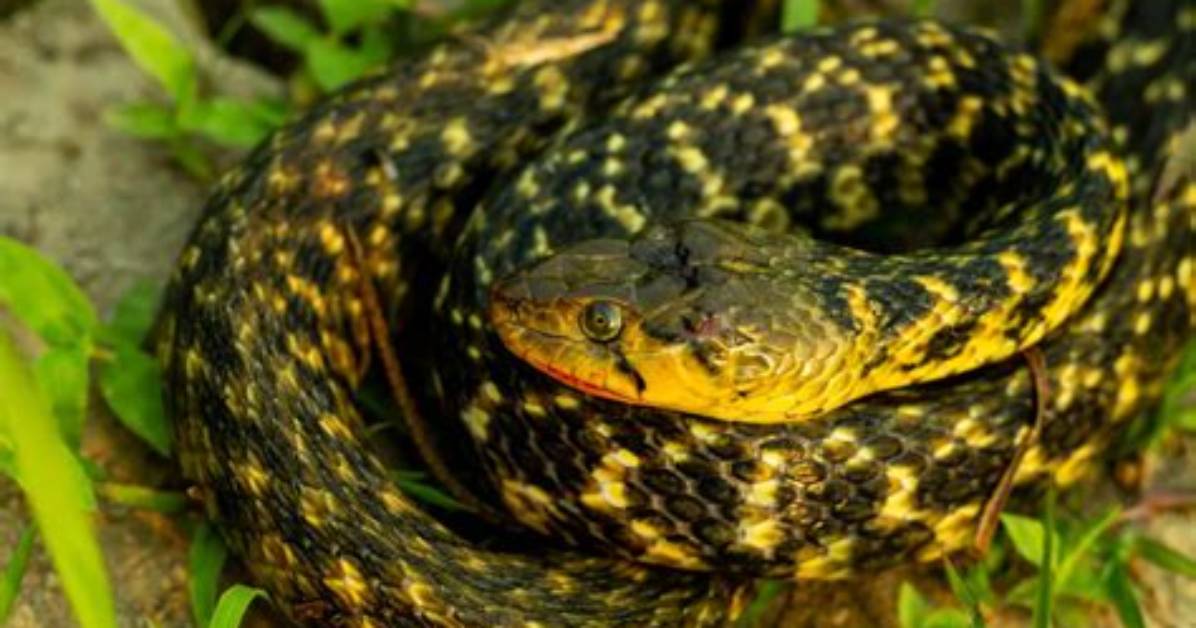 Are Keelback Snakes Aggressive?