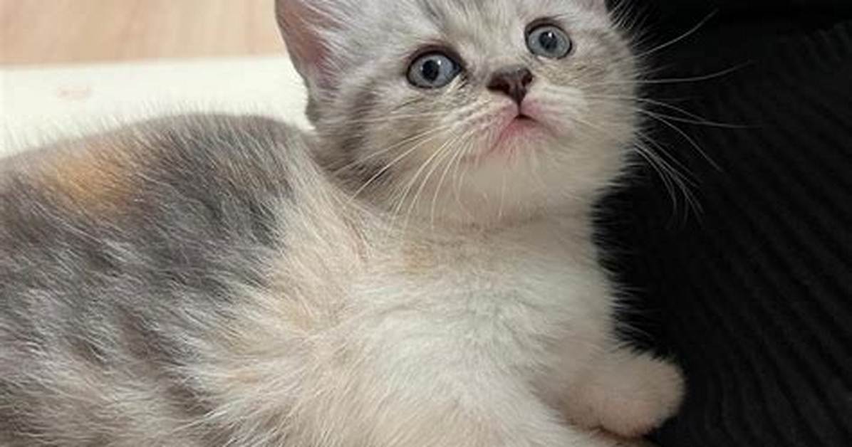 Are Kittens Smart?