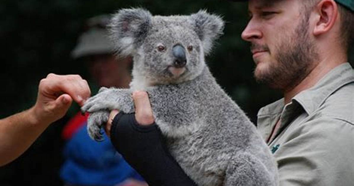 Are Koala Bears Friendly?