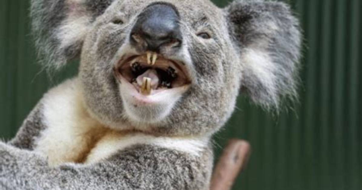 Are Koalas Teeth?
