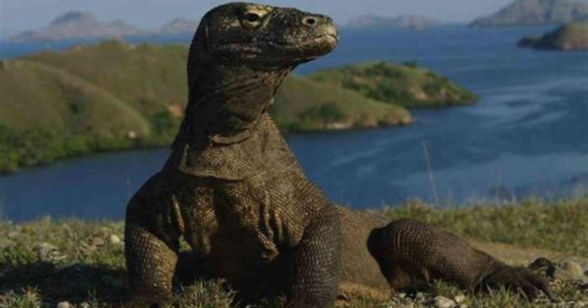 Are Komodo Dragons Endangered