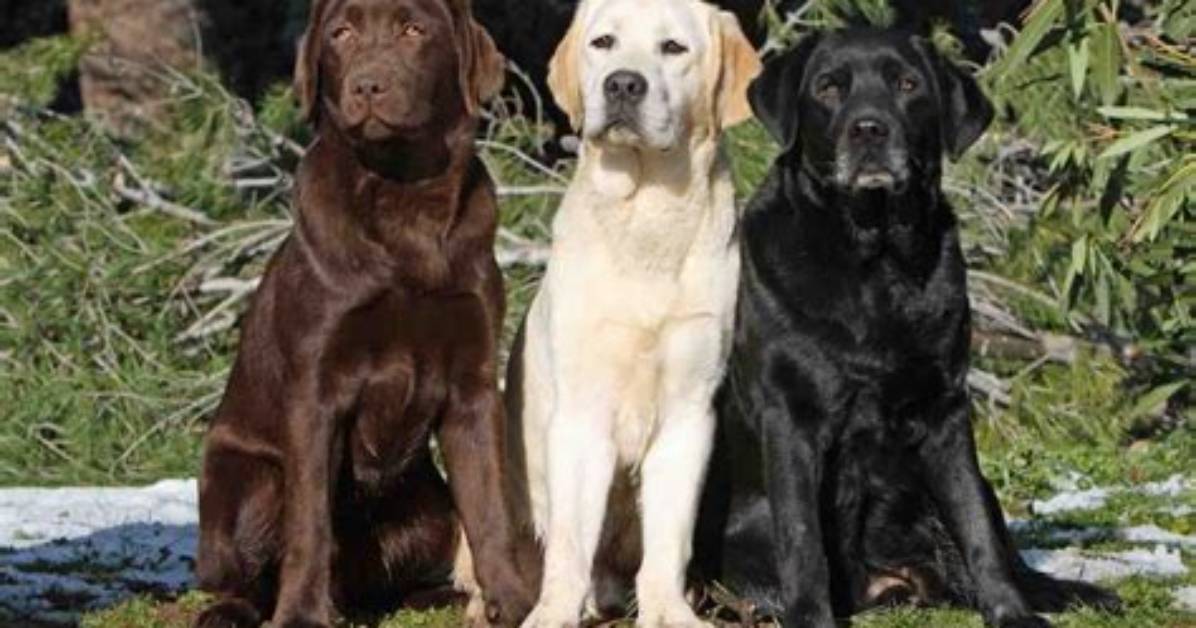 Are Labradors Hypoallergenic?