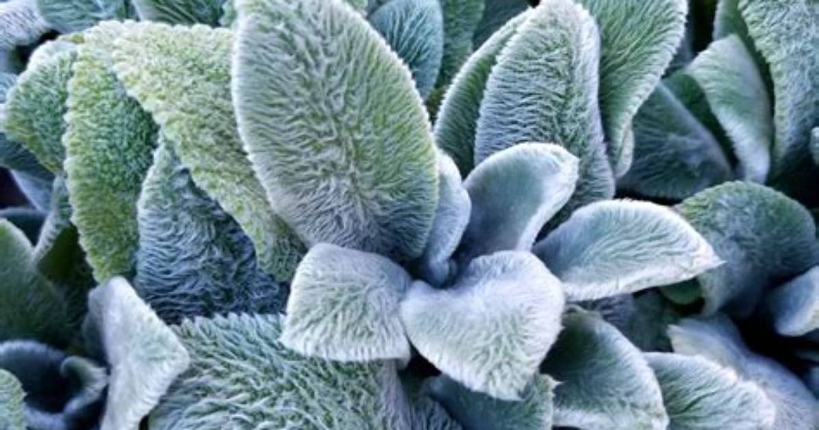 Are Lambs Ears Invasive