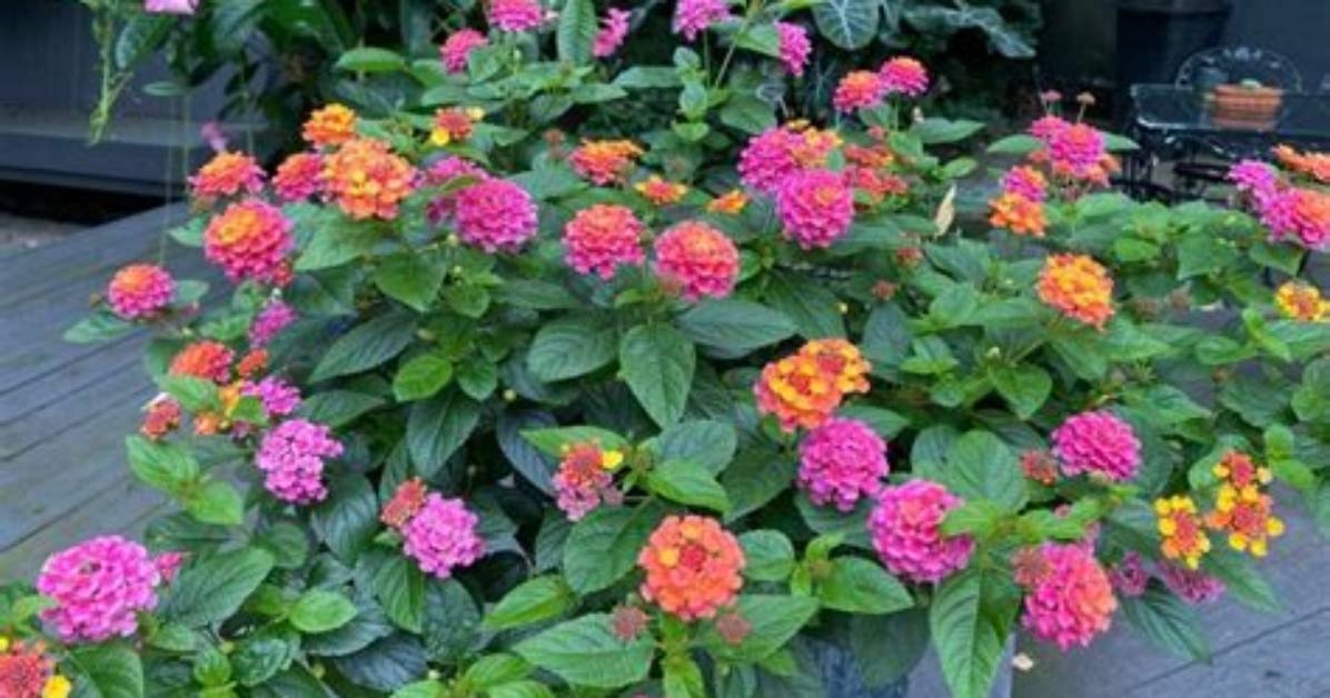 Are Lantanas Self Seeding