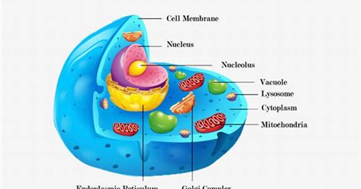 Are Large Central Vacuole?