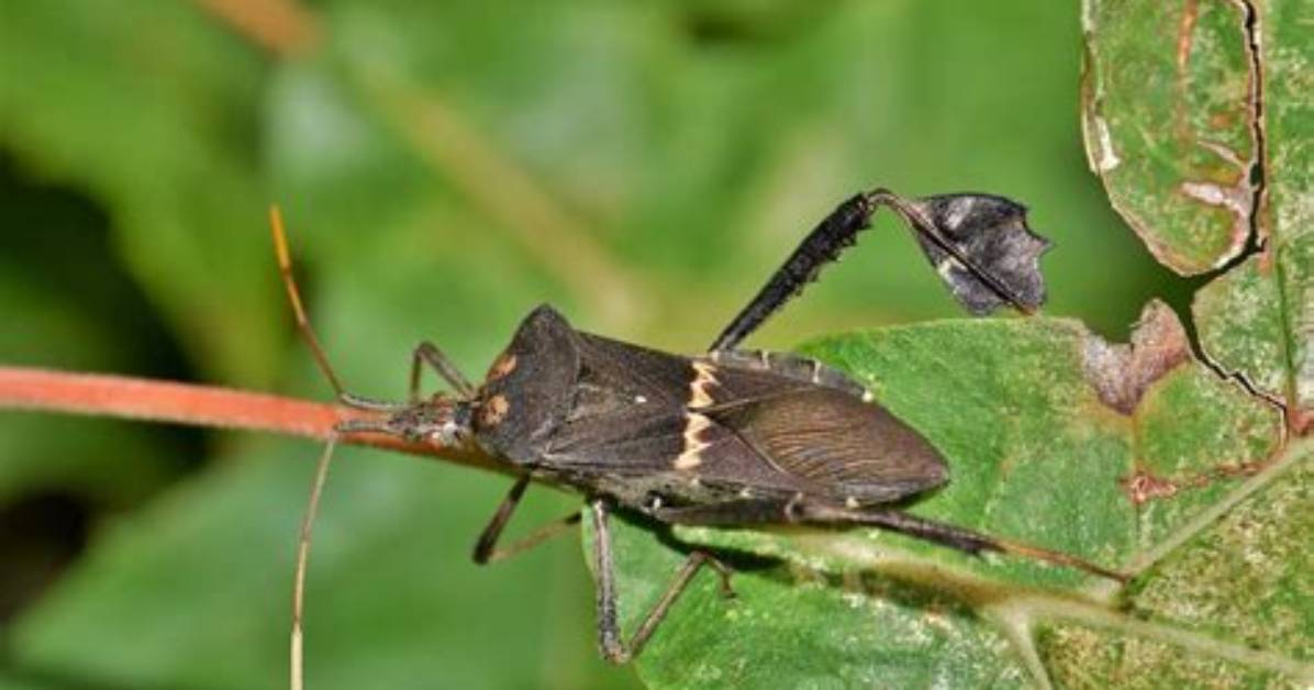 Are Leaf Footed Bugs Harmful?