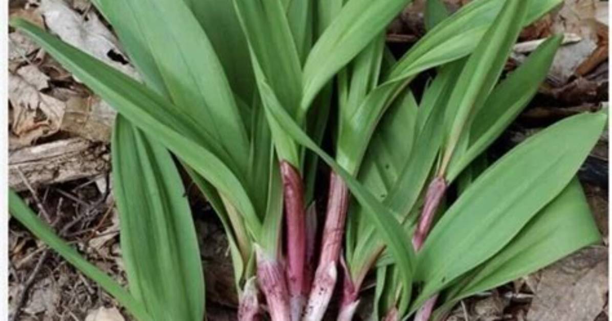 Are Leeks Grown from Bulbs