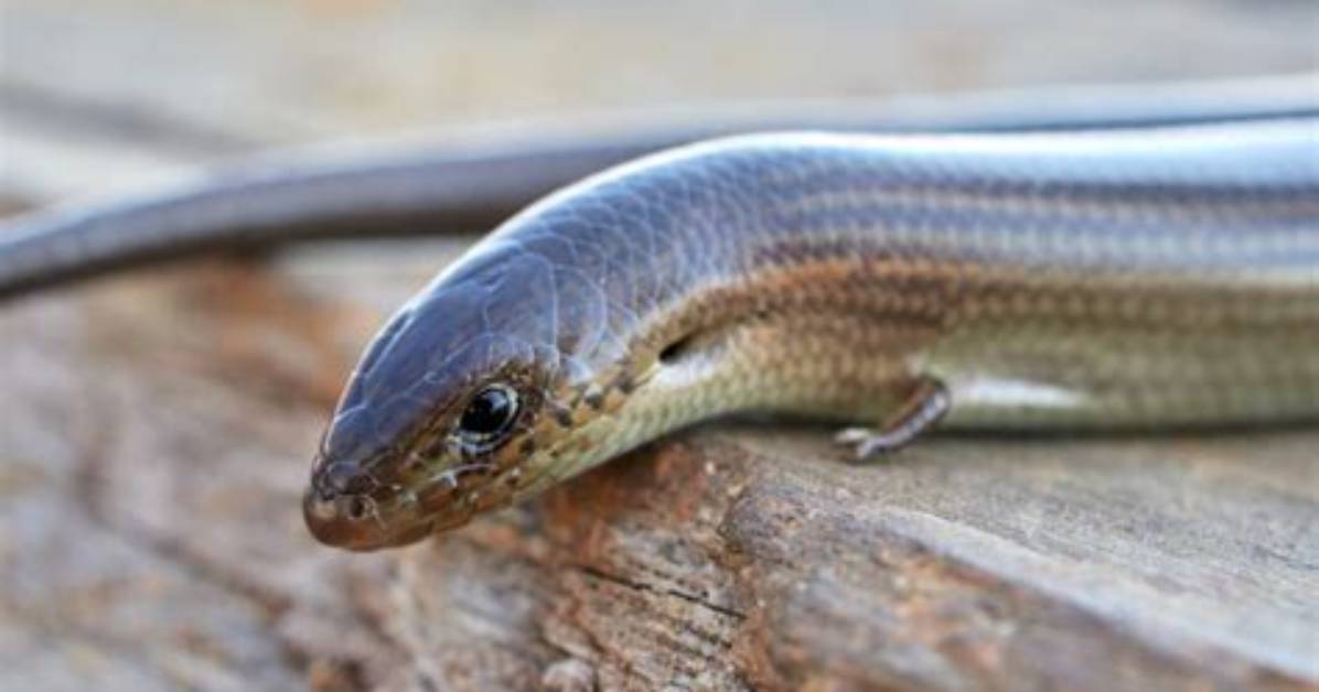 Are Legless Lizards Snakes?