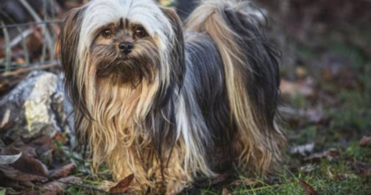 Are Lhasa Apsos Smart