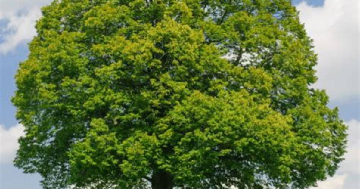 Are Linden Trees Messy?