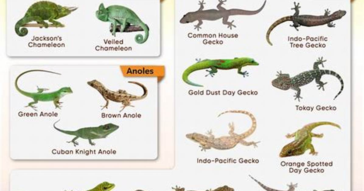 Are Lizards Invertebrate? | Contextresponse. Com