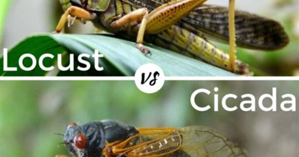 Are Locust the Same as Cicadas?