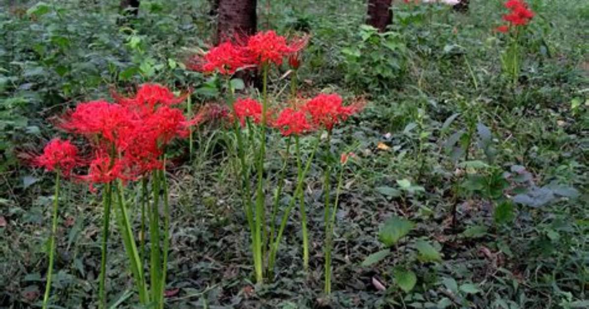 Are Lycoris Poisonous