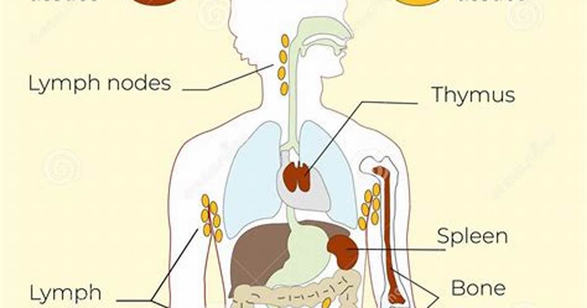 Are Lymph Nodes Organs