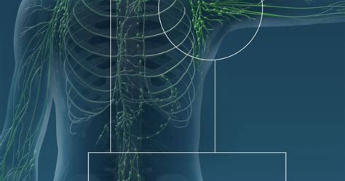 Are Lymph Nodes Visible?