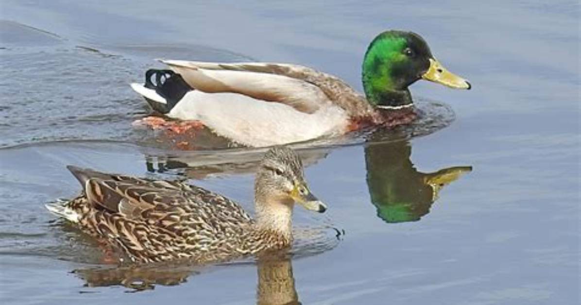 Are Mallards Dabbling Ducks?