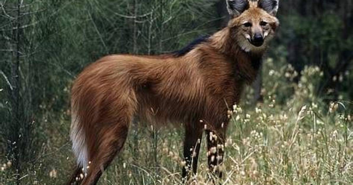 Are Maned Wolf Endangered?