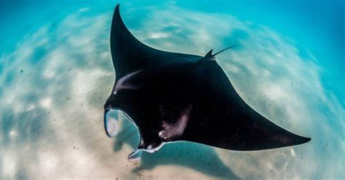 Are Manta Rays Deadly?