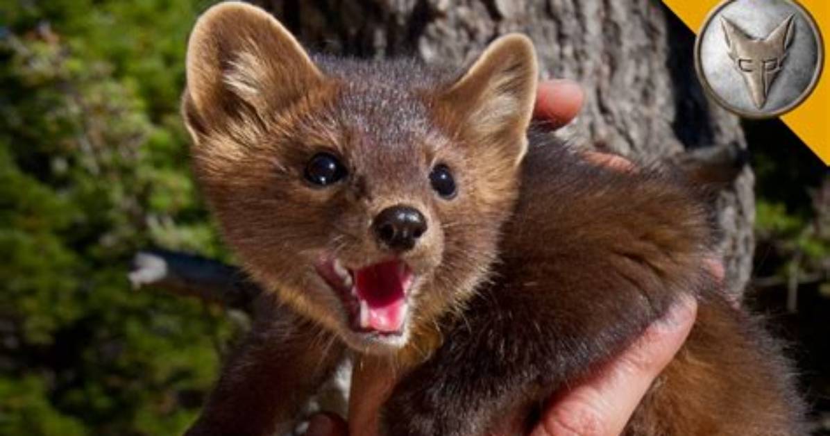 Are Martens Aggressive